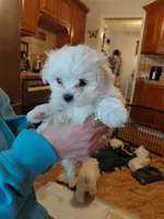 Boo Boo, a male Maltese for sale in Bee Spring, KY – 1 of 1