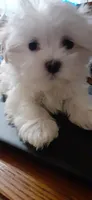Duffy, a male Maltese for sale in Bee Spring, KY – Photo 2 of 2