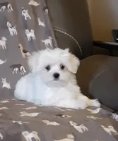 Cookie, a female Maltese for sale in Bee Spring, KY – Photo 1 of 2