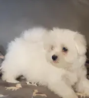 Cookie, a female Maltese for sale in Bee Spring, KY – Photo 2 of 2