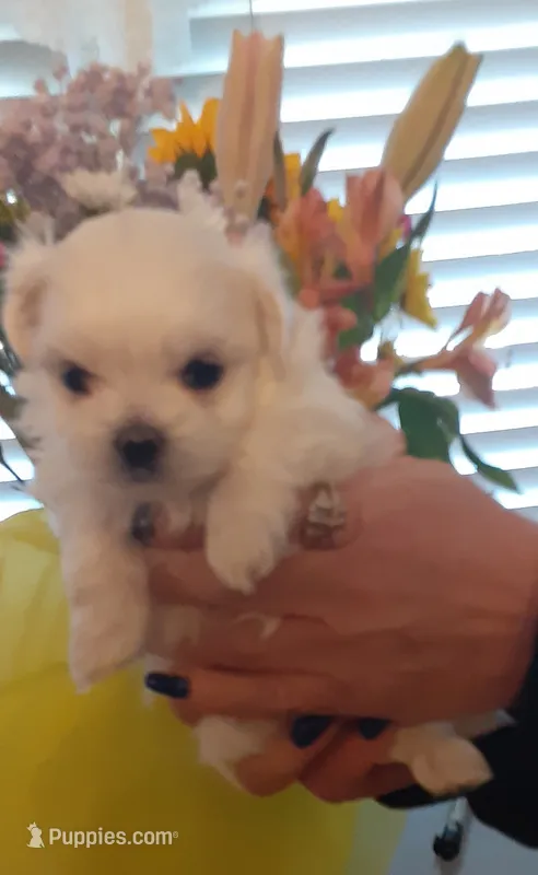 Baby Girl – Maltese puppy for sale in Bee Spring, KY