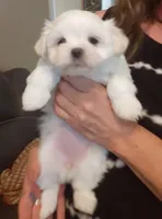 AKC Katie, a female Maltese for sale in Bee Spring, KY – Photo 2 of 2