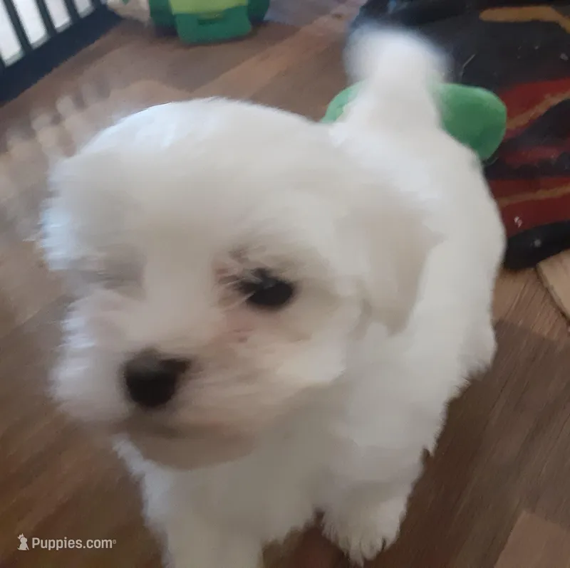 AKC Katie, a female Maltese for sale in Bee Spring, KY – Photo 1 of 2