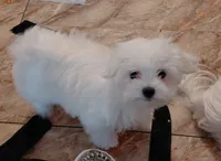 Little Boy #2, a male Maltese for sale in Bee Spring, KY – 1 of 1