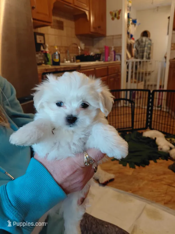 Binny, a male Maltese for sale in Bee Spring, KY – 1 of 1