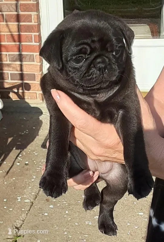 BLack female Pug