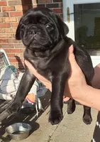 Black female PUG, a female Pug for sale in Bee Spring, KY – Photo 2 of 2