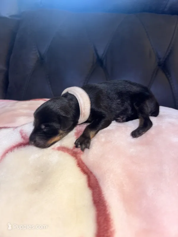 White collar – Doberman Pinscher puppy for sale in Cleveland, VA