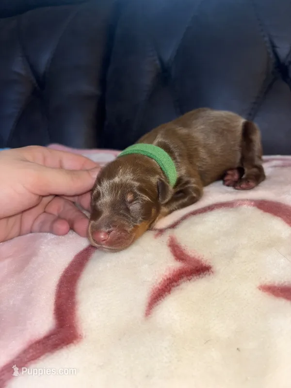 Green collar – Doberman Pinscher puppy for sale in Cleveland, VA