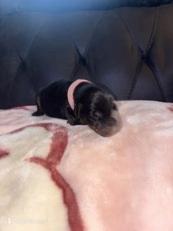 Pink collar – Doberman Pinscher puppy for sale in Cleveland, VA