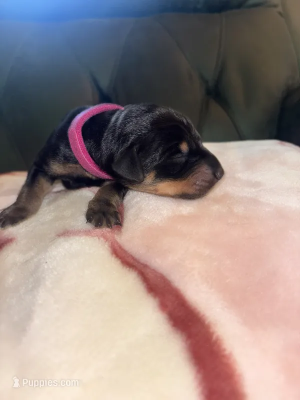 Purple collar  – Doberman Pinscher puppy for sale in Cleveland, VA