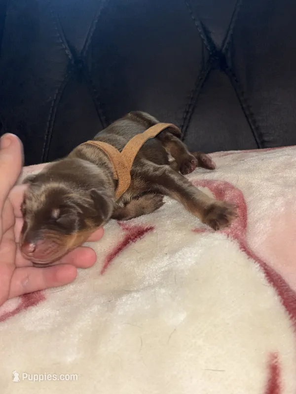 Brown  – Doberman Pinscher puppy for sale in Cleveland, VA