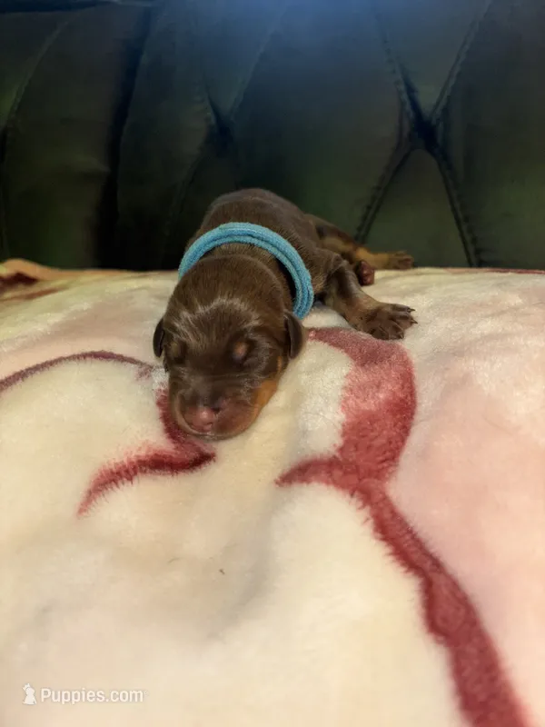 Blue male – Doberman Pinscher puppy for sale in Cleveland, VA