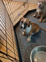 Tato Tato, a female American Staffordshire Terrier and American Bully for sale in Philadelphia, PA – 4 of 9