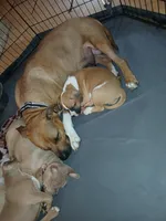 Tato Tato, a female American Staffordshire Terrier and American Bully for sale in Philadelphia, PA – 8 of 9