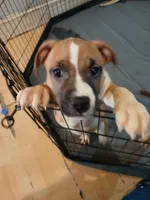 Tato Tato, a female American Staffordshire Terrier and American Bully for sale in Philadelphia, PA – 5 of 9