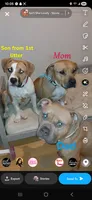 Tato Tato, a female American Staffordshire Terrier and American Bully for sale in Philadelphia, PA – 2 of 9