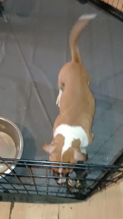 Tato Tato, a female American Staffordshire Terrier and American Bully for sale in Philadelphia, PA – 9 of 9