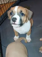 Tato Tato, a female American Staffordshire Terrier and American Bully for sale in Philadelphia, PA – 1 of 9