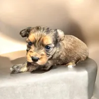 Logan, a male Yorkshire Terrier and Miniature Dachshund for sale in Denham Springs, LA – 1 of 2