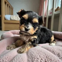 Rose, a female Yorkshire Terrier for sale in Denham Springs, LA – 2 of 2