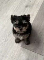 Jasper, a female Yorkshire Terrier for sale in Denham Springs, LA – 3 of 9