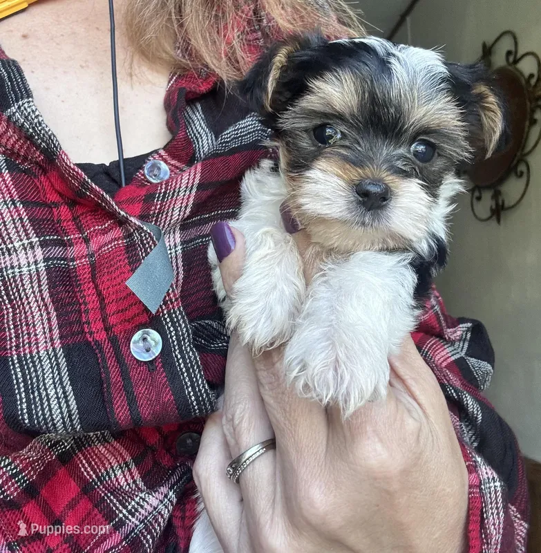 Chloe Baby – Yorkshire Terrier puppy for sale in Denham Springs, LA
