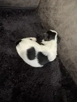 Chloe Baby, a female Yorkshire Terrier for sale in Denham Springs, LA – Photo 3 of 4