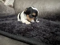 Chloe Baby, a female Yorkshire Terrier for sale in Denham Springs, LA – Photo 4 of 4