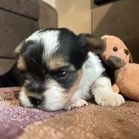 Chloe Baby, a female Yorkshire Terrier for sale in Denham Springs, LA – Photo 1 of 4