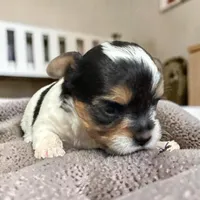 Chloe Baby, a female Yorkshire Terrier for sale in Denham Springs, LA – Photo 2 of 4