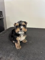 Rose, a female Yorkshire Terrier for sale in Denham Springs, LA – 4 of 5