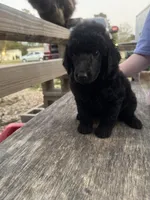 Black boy 2, a male Poodle - Standard  for sale in Denham Springs, LA – Photo 1 of 2