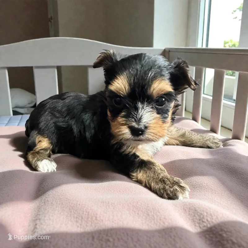 Rose – Yorkshire Terrier puppy for sale in Denham Springs, LA