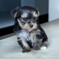 Sonny Boy, a male Yorkshire Terrier for sale in Denham Springs, LA – 2 of 7