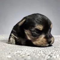 Sonny Boy, a male Yorkshire Terrier for sale in Denham Springs, LA – Photo 2 of 4