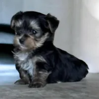 Sonny Boy, a male Yorkshire Terrier for sale in Denham Springs, LA – 3 of 7