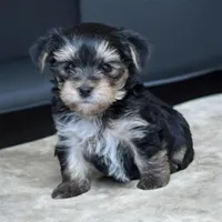 Sonny Boy, a male Yorkshire Terrier for sale in Denham Springs, LA – 1 of 7