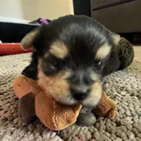 Sonny Boy, a male Yorkshire Terrier for sale in Denham Springs, LA – Photo 3 of 4