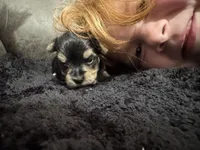 Sonny Boy, a male Yorkshire Terrier for sale in Denham Springs, LA – Photo 4 of 4