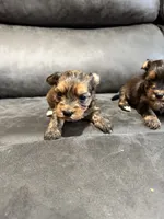 Logan, a male Yorkshire Terrier and Miniature Dachshund for sale in Denham Springs, LA – 2 of 2