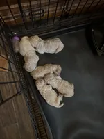 Cream boy 1, a female Poodle - Standard  for sale in Denham Springs, LA – Photo 2 of 9