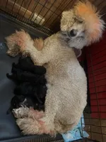 Cream boy 1, a female Poodle - Standard  for sale in Denham Springs, LA – Photo 5 of 9