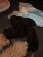 Cream boy 1, a female Poodle - Standard  for sale in Denham Springs, LA – Photo 4 of 9