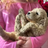 Cream boy 1, a female Poodle - Standard  for sale in Denham Springs, LA – Photo 1 of 9