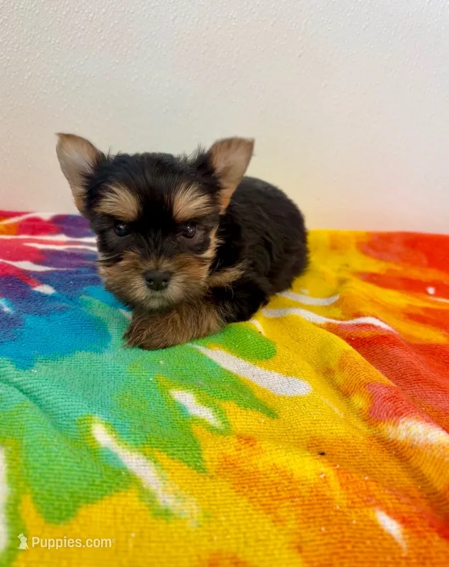 Wendy – Yorkshire Terrier puppy for sale in Denham Springs, LA