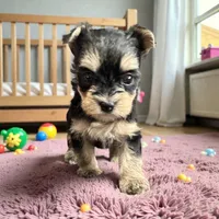 Jade, a female Yorkshire Terrier for sale in Denham Springs, LA – 2 of 2