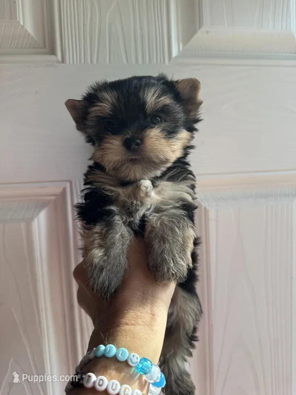 Jasper – Yorkshire Terrier puppy for sale in Denham Springs, LA