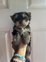 Jasper, a female Yorkshire Terrier for sale in Denham Springs, LA – 1 of 9