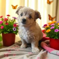 Elsa, a female Maltipoo and Papillon for sale in Denham Springs, LA – Photo 1 of 2